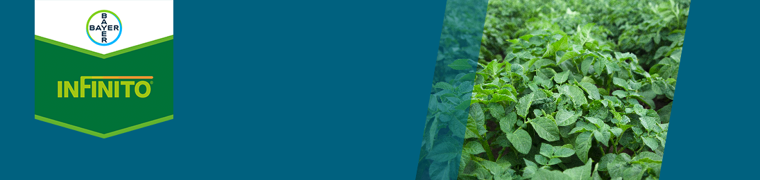 Tørråte i potet, Infinito